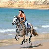 cavallo_cavaliere
