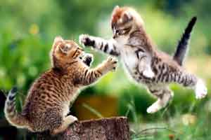 gatto