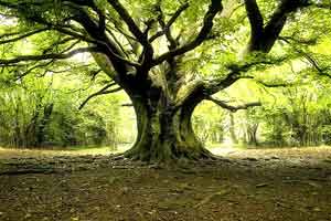 grounding_4