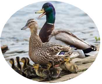 famiglia_anatre